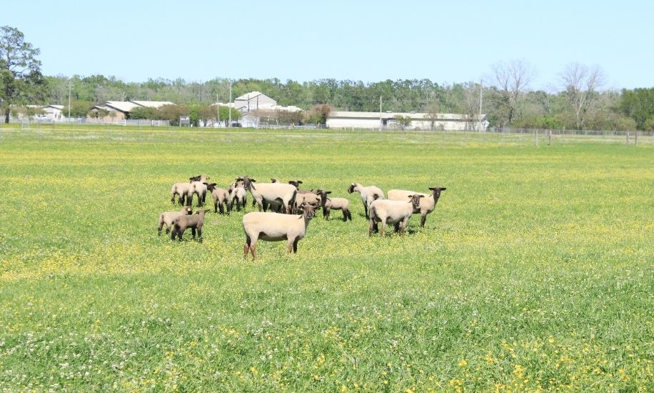 ben-hurr-sheep