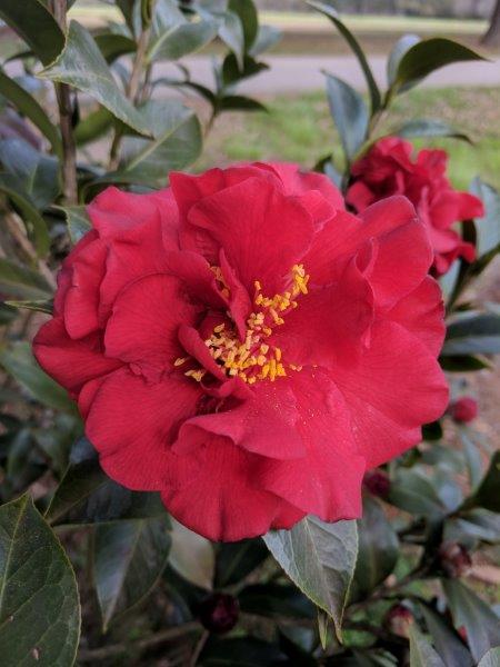 El Rojo
