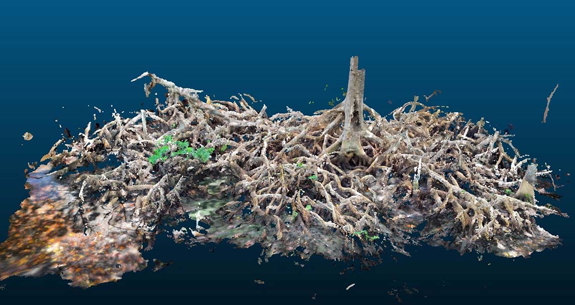 LIDAR scan of a mangrove root A 3d scan of a mangrove root