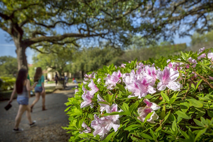 azaleas on campus