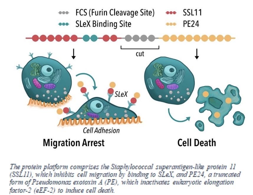 Protein Platform Chart Protein Platform Chart
