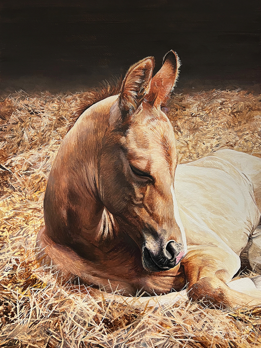 Just 8 Hours Old! foal lying in hay